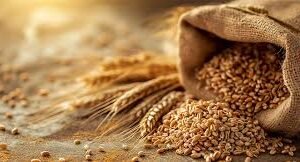 Wheat Flour